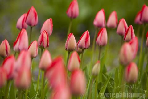 Choć pogoda nie rozpieszcza,  wiosnę widać gołym okiem. W Parku Słowackiego zrobiło się kolorowo od pięknych kwiatów. Warto wybrać się na spacer