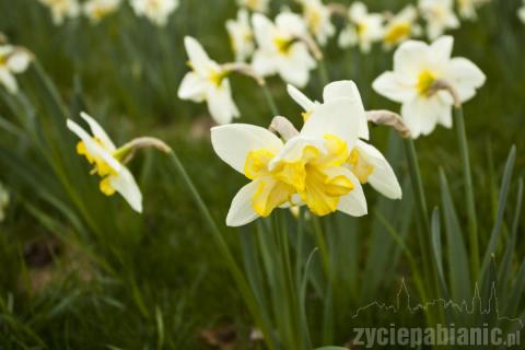 Choć pogoda nie rozpieszcza,  wiosnę widać gołym okiem. W Parku Słowackiego zrobiło się kolorowo od pięknych kwiatów. Warto wybrać się na spacer