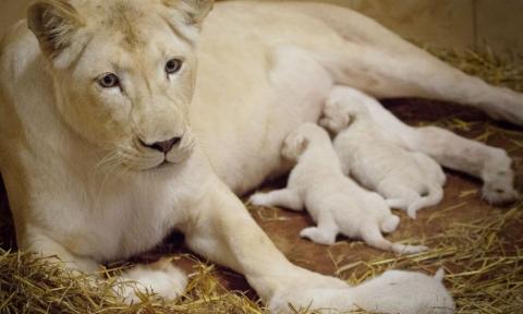Trzy białe lwiątka urodziły się 8 lipca w Zoo Safari Borysew 