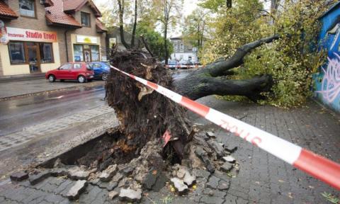 Na ul. Moniuszki (przy Konopnickiej) runęło drzewo