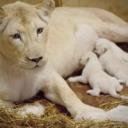 Trzy białe lwiątka urodziły się 8 lipca w Zoo Safari Borysew 