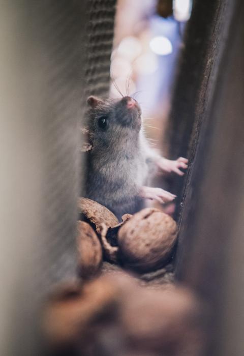 szczur Życie Pabianic
