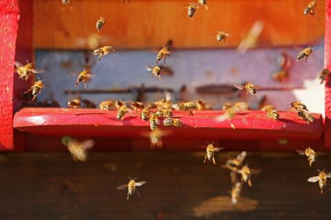 rój pszczół Życie Pabianic