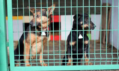 Każdego dnia możesz tu przyjść i adoptować jednego z tych psów. Więcej na www.schronisko-pabianice.eu