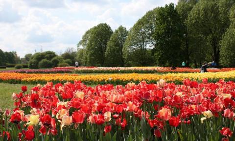 W łodzkim Ogrodzie Botanicznym podziwiać możemy kwitnące tulipany Życie Pabianic