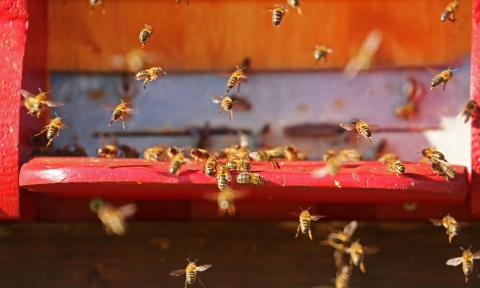 rój pszczół Życie Pabianic
