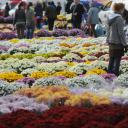 PSM nie pobiera opłat  od sprzedawców kwiatów