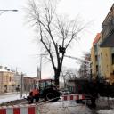 Wycięli drzewo z ul. Zamkowej Życie Pabianic