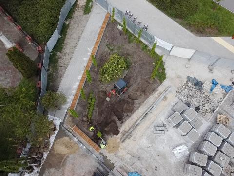 Sadzą zieleń na placu budowy [FOTO]  Życie Pabianic