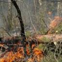 Płoną lasy wokół Pabianic