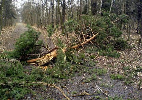 Złamane drzewa, uszkodzone dachy, brak prądu - to skutki wichury jaka przeszła w sobotę 26 stycznia nad Pabianicacmi.