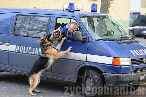 <p>Policyjny pies Borys potrafi wyciągnąć bandziora zza kierownicy przez okno w aucie. Zobaczcie sami! Borys to owczarek alzacki ma pięć lat i waży ponad 40 kilogram&oacute;w.</p>