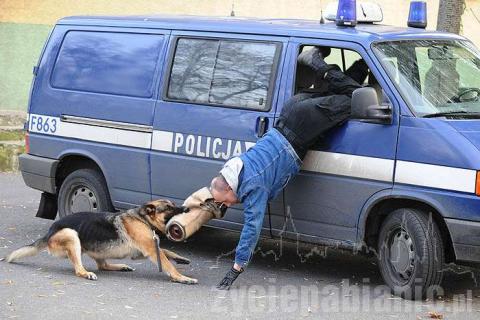 <p>Policyjny pies Borys potrafi wyciągnąć bandziora zza kierownicy przez okno w aucie. Zobaczcie sami! Borys to owczarek alzacki ma pięć lat i waży ponad 40 kilogram&oacute;w.</p>