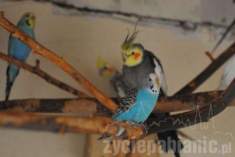 Dariusz Stasiak ma 16 papug. Własnoręcznie zbudował dla nich wolierę.