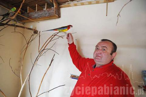 Dariusz Stasiak ma 16 papug. Własnoręcznie zbudował dla nich wolierę.