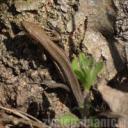 Padlinożerne jaszczurki mieszkają w okolicach Dobrzynki