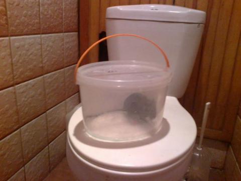 Ten szczur został złapany w łazience w bloku na Bugaju 18 marca 2013 roku