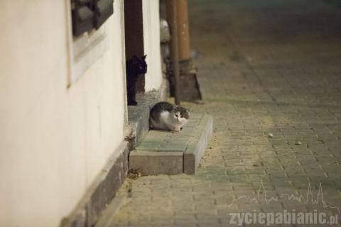 Koty w Parku Słowackiego mieszkały zawsze. Ale idzie zima. Może weźmiesz jednego?