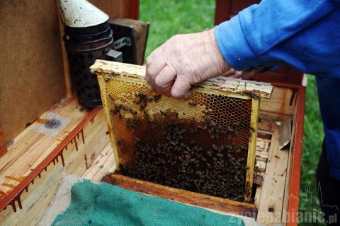 W Pabianicach mamy 39 pszczelarzy