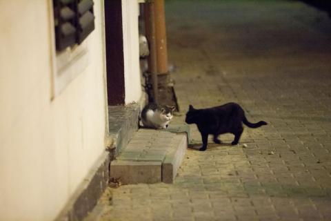 Niektórzy wierzą, że czarny kot też przynosi pecha