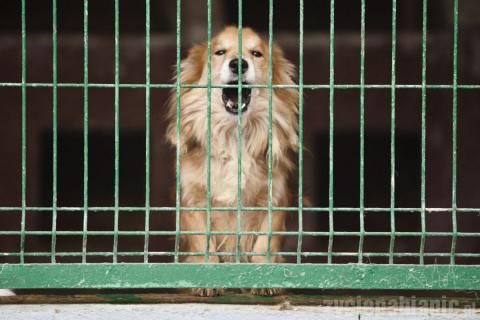 80 procent psów ze schroniska znajduje właścicieli. 