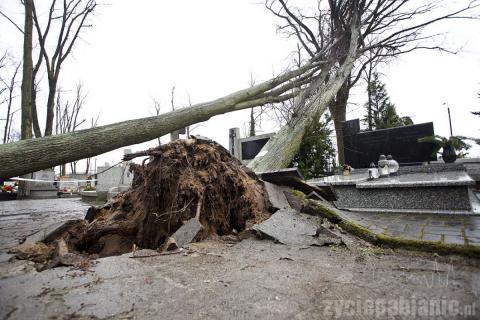 Trzy potężne drzewa na cmentarzu katolickim powaliła wichura