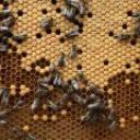 W Pabianicach mamy 39 pszczelarzy