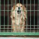 80 procent psów ze schroniska znajduje właścicieli. 
