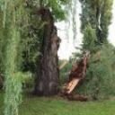 Trzy drzewa połamane przy Grobelnej