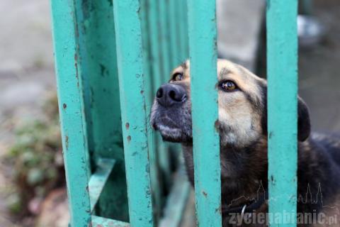 Każdego dnia możesz tu przyjść i adoptować jednego z tych psów. Więcej na www.schronisko-pabianice.eu