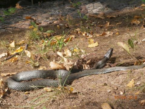 Wąż w parku Życie Pabianic