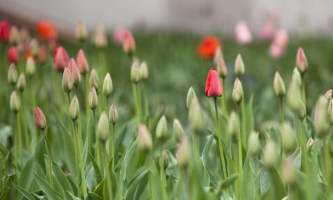 Tulipany są ozdobą Parku Słowackiego