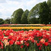 W łodzkim Ogrodzie Botanicznym podziwiać możemy kwitnące tulipany Życie Pabianic