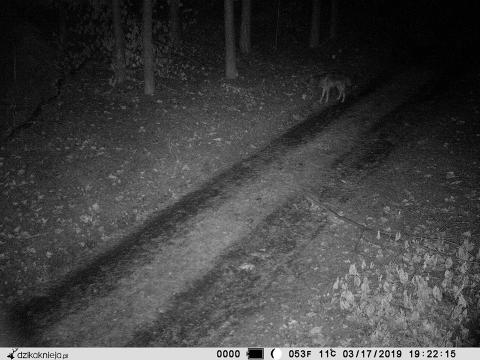 Wilki w lesie Życie Pabianic