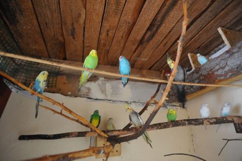 papugi wystawa Życie Pabianic