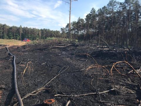 Strażacy gasili pożar lasu Życie Pabianic
