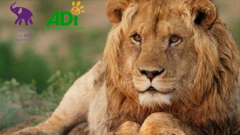 Dokument "Lion Ark" zobaczymy bezpłatnie w kinie Tomi cyrk bez zwierząt Życie Pabianic