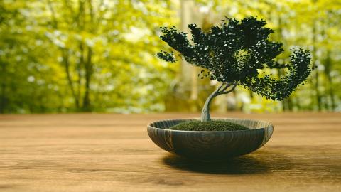 warsztaty i wystawa bonsai w palmiarni Życie Pabianic