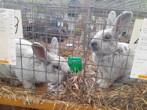 Wystawa królików Życie Pabianic