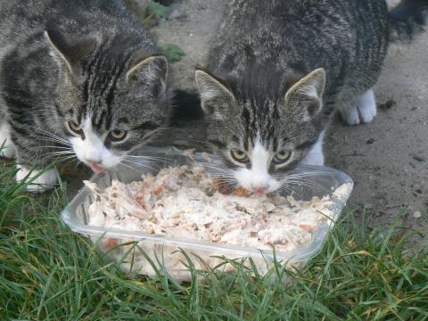 Kociaki Zycie Pabianic