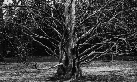 drzewo Życie Pabianic