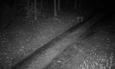 Wilki w lesie Życie Pabianic