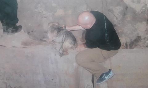 Strażnicy miejscy wyciągali z rowu bezdomnego psiaka Życie Pabianic