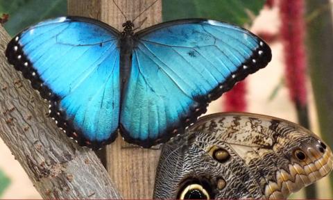 wystawa motyli w palmiarni Życie Pabianic