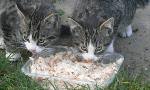 Kociaki Zycie Pabianic