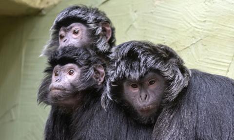 dzień małpy w zoo Życie Pabianic