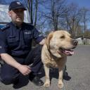Pies policyjny Życie Pabianic