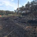 Strażacy gasili pożar lasu Życie Pabianic