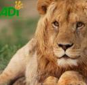 Dokument "Lion Ark" zobaczymy bezpłatnie w kinie Tomi cyrk bez zwierząt Życie Pabianic