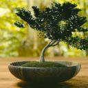 warsztaty i wystawa bonsai w palmiarni Życie Pabianic